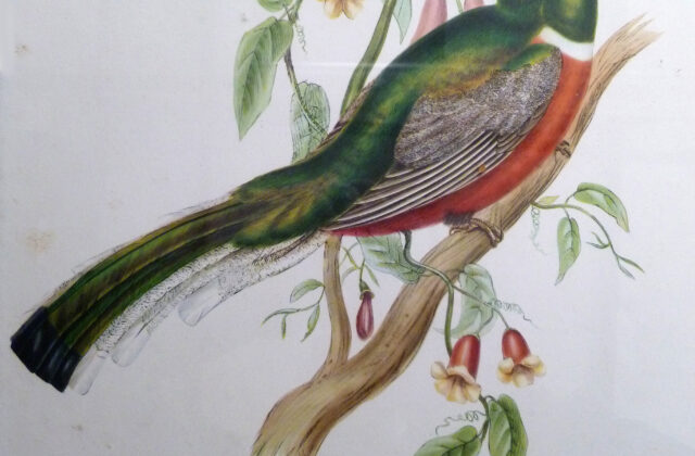 Coppery-tailed Trogon