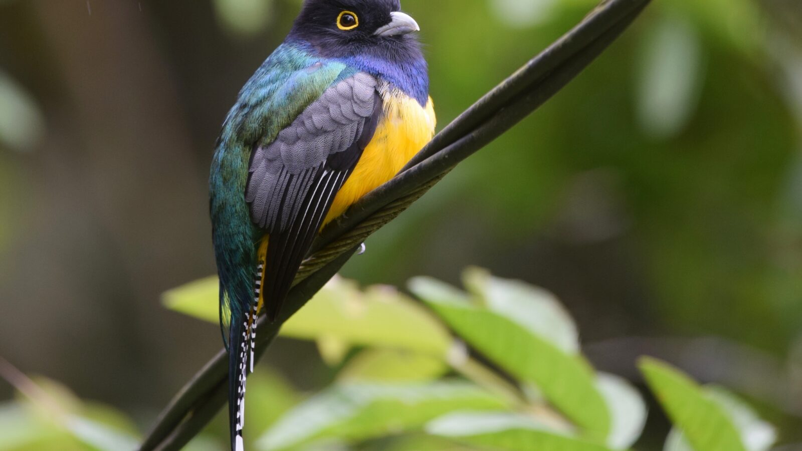 Gartered Trogon