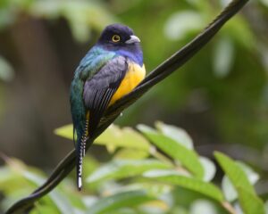 Gartered Trogon