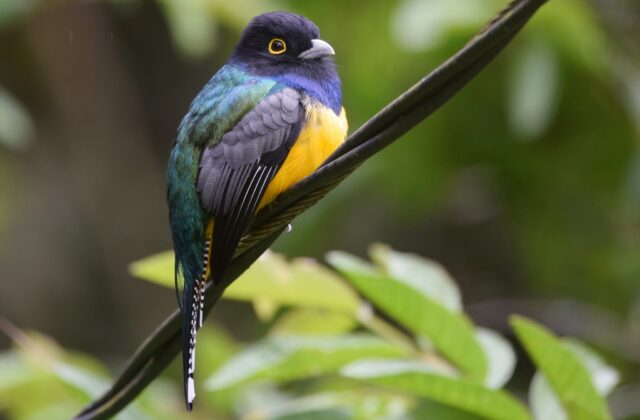 Gartered Trogon