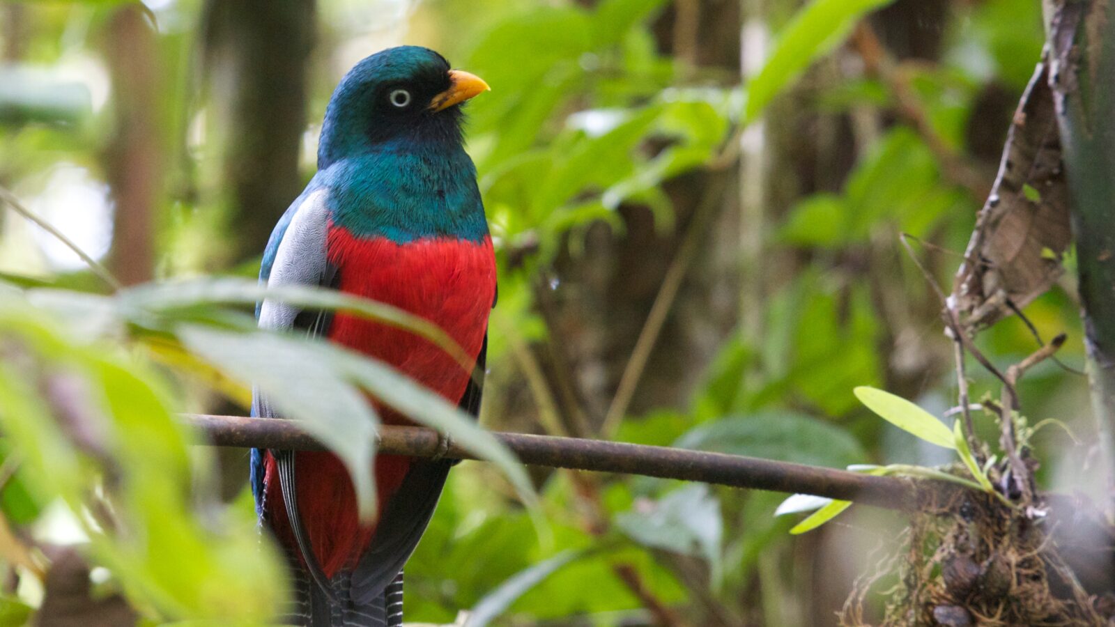 Lattice-tailed Trogon