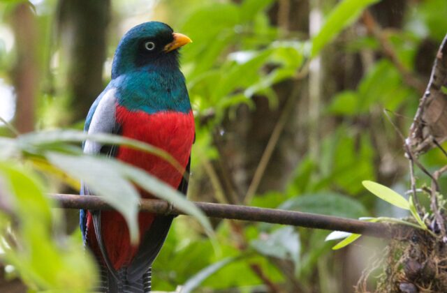 Lattice-tailed Trogon