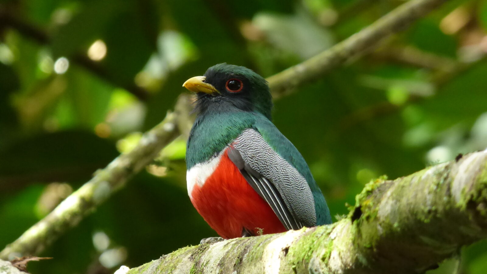 Collared Trogon