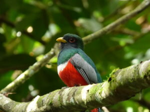 Collared Trogon