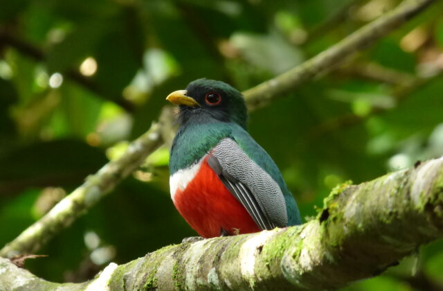 Collared Trogon