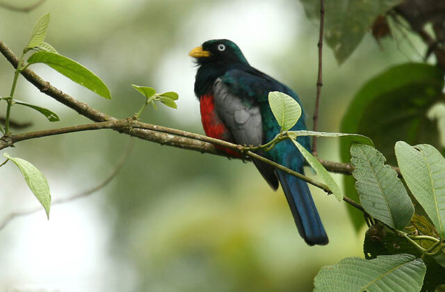 Choco Trogon