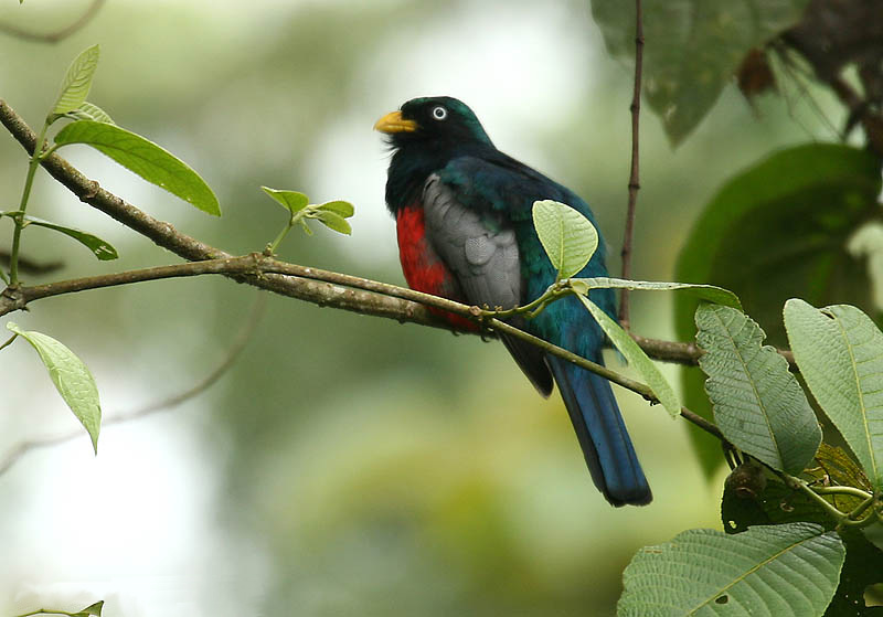 Choco Trogon