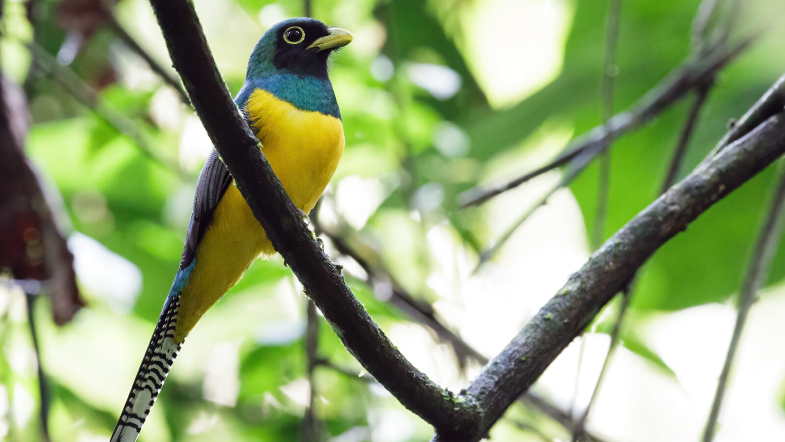 Choco Black-throated Trogon