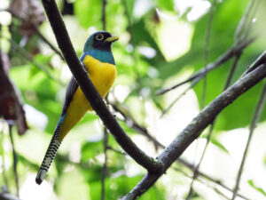 Choco Black-throated Trogon