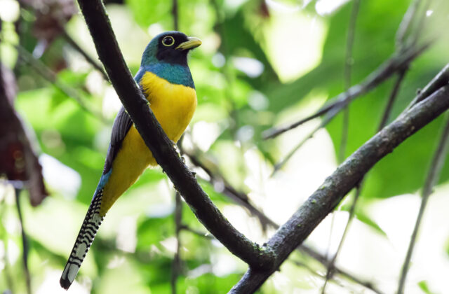 Choco Black-throated Trogon