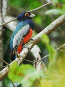 Blue-crowned Trogon