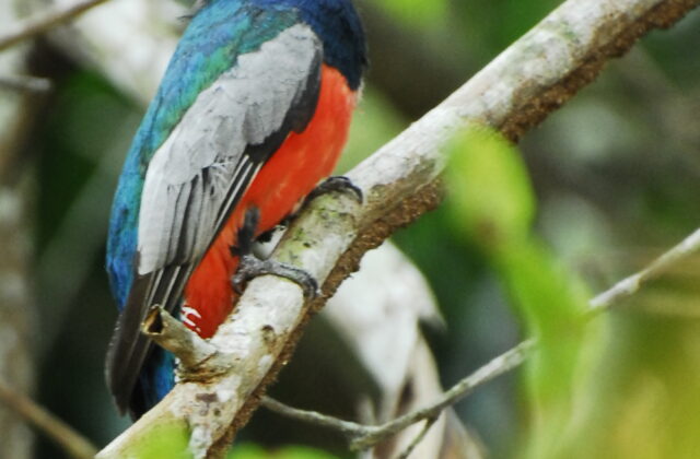 Blue-crowned Trogon