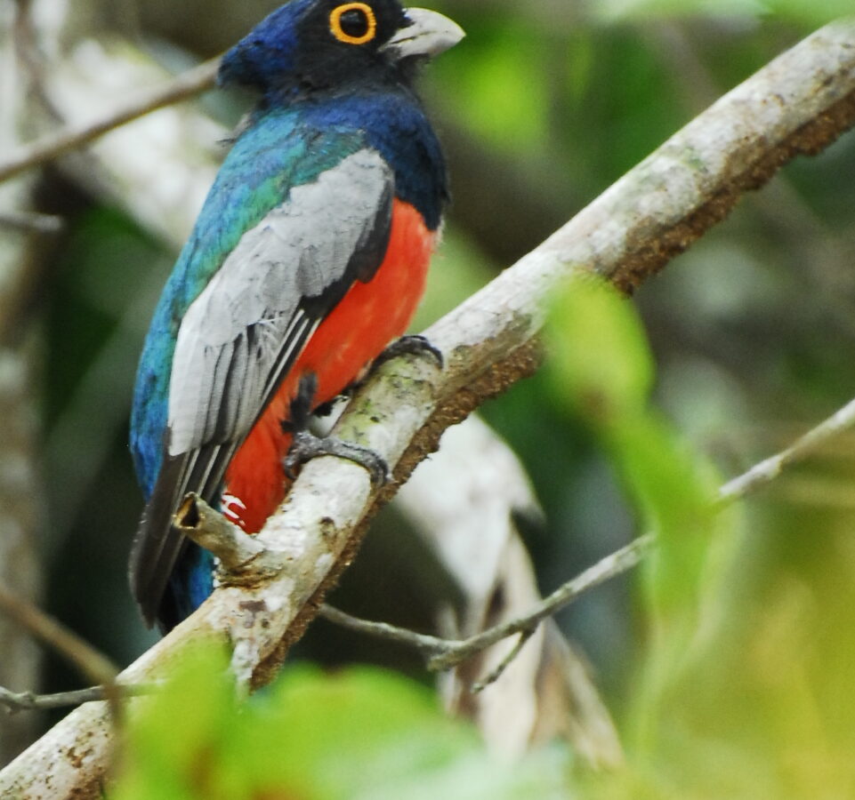 Blue-crowned Trogon