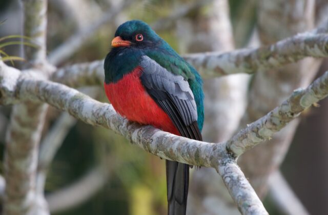 Slaty-tailed Trogon