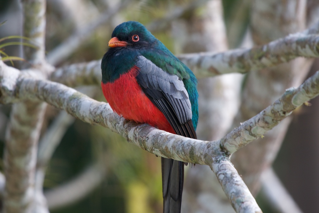 Slaty-tailed Trogon