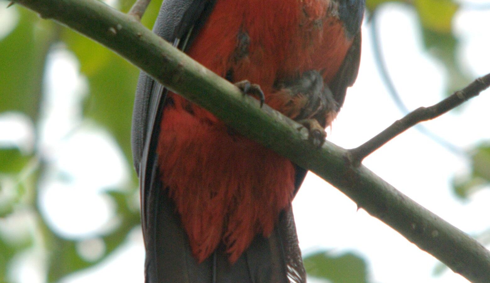 Black-tailed Trogon