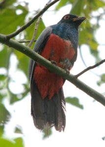 Black-tailed Trogon