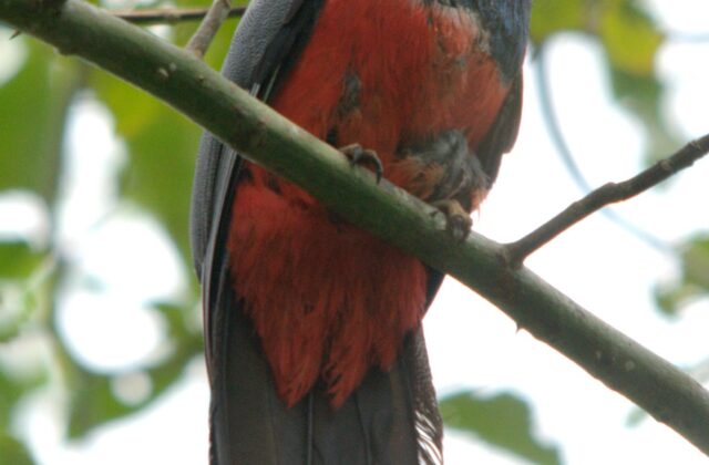Black-tailed Trogon