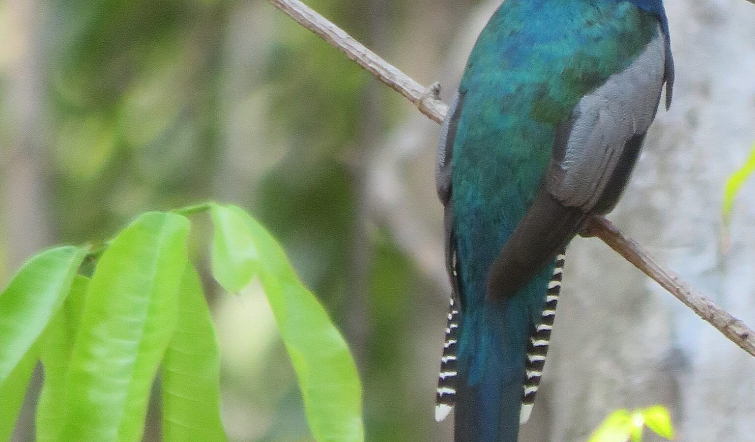 Amazonian Trogon