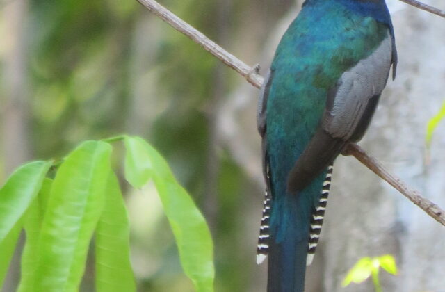 Amazonian Trogon