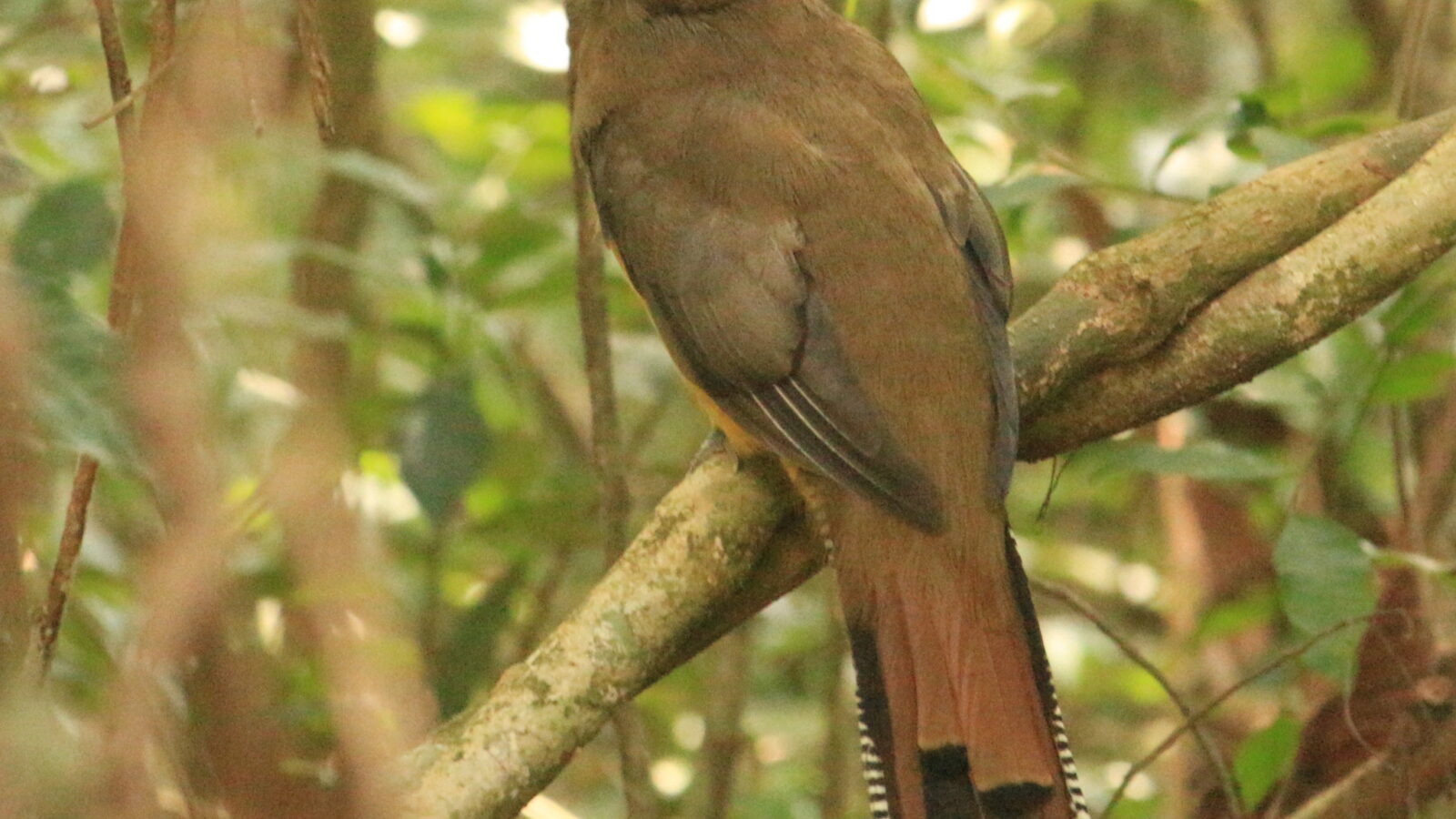 Atlantic Black-throated Trogon