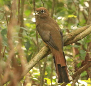 Atlantic Black-throated Trogon