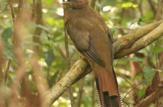 Atlantic Black-throated Trogon