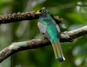 Amazonian Black-throated Trogon