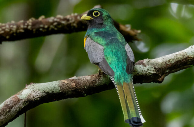 Amazonian Black-throated Trogon