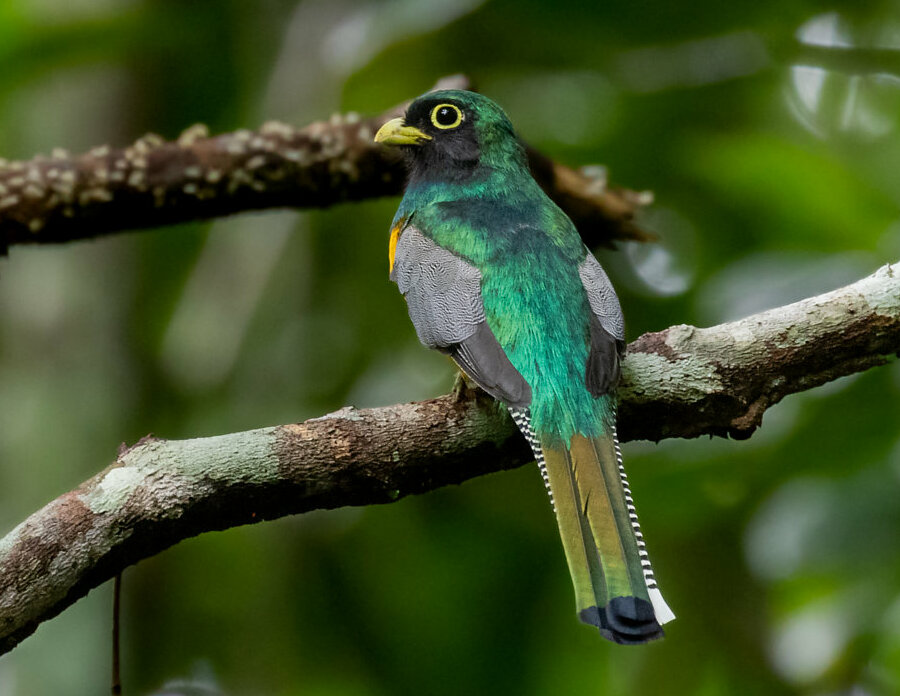 Amazonian Black-throated Trogon