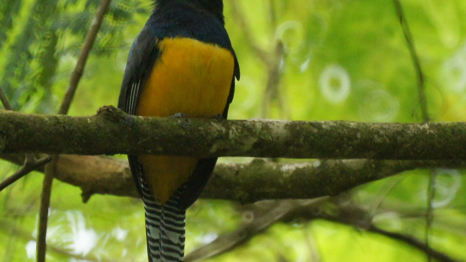 Guianan Trogon