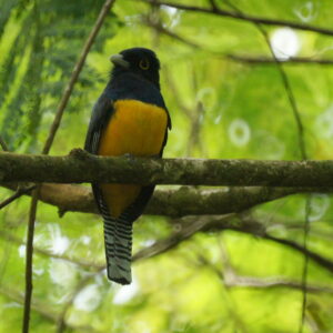 Guianan Trogon