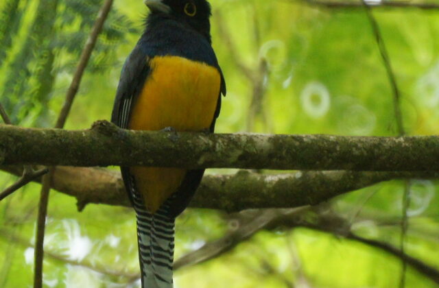 Guianan Trogon