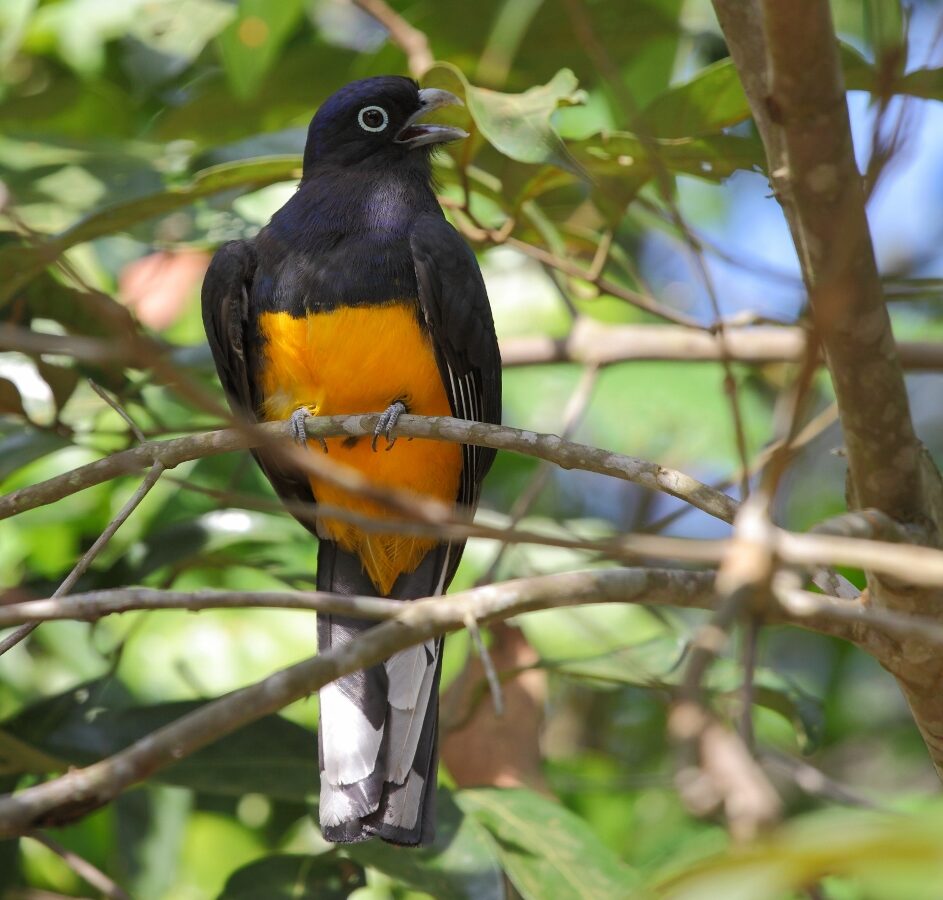 Green-backed Trogon