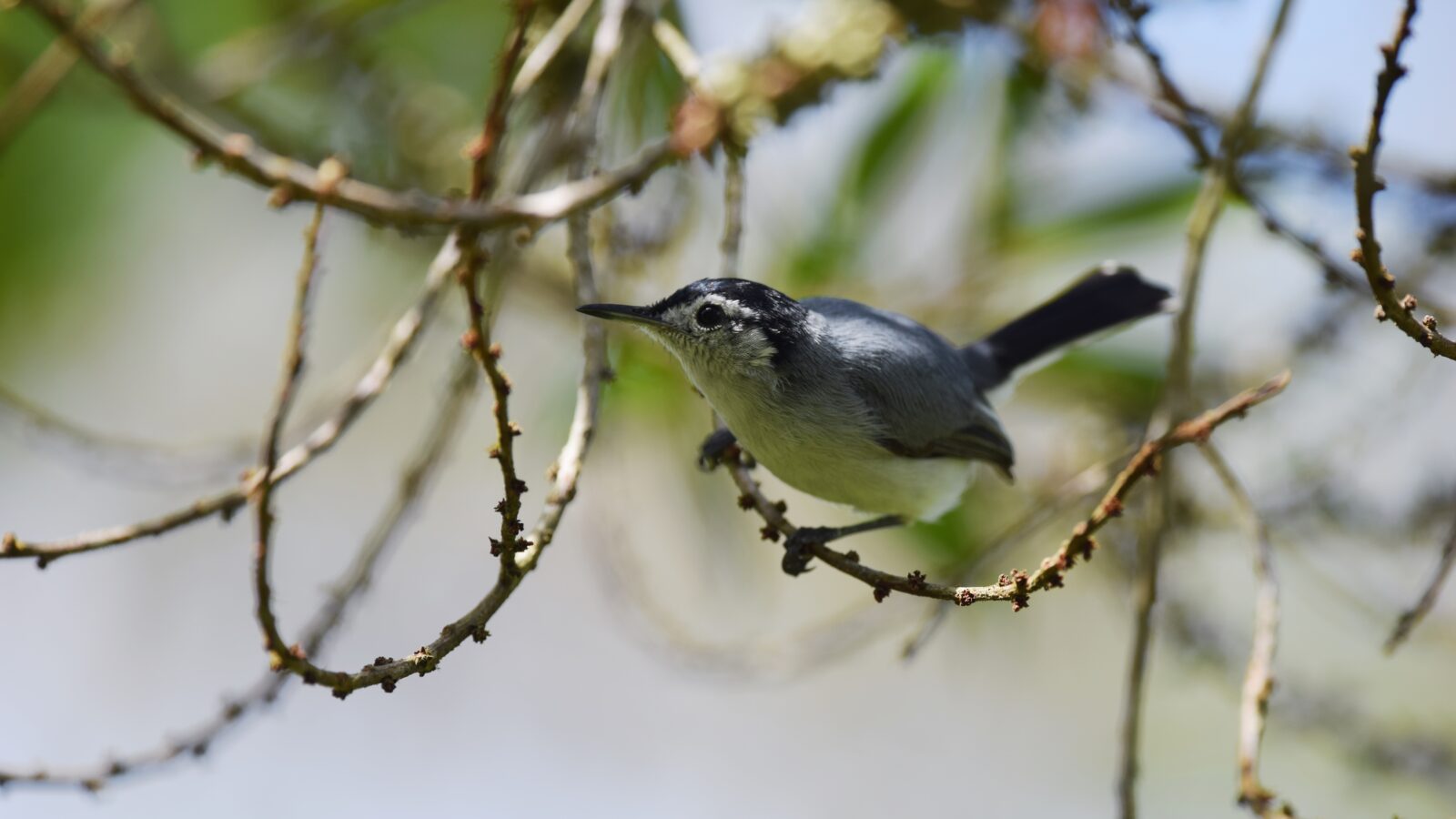 White-browed Gnatcatcher