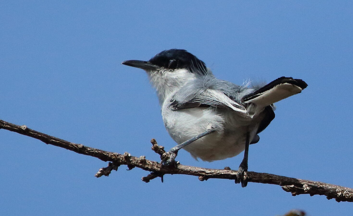 Tropical Gnatcatcher