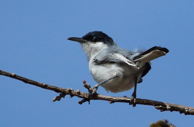 Tropical Gnatcatcher