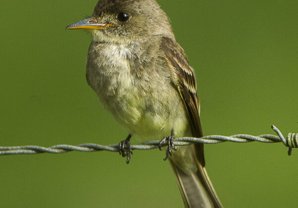 Northern Tropical Pewee
