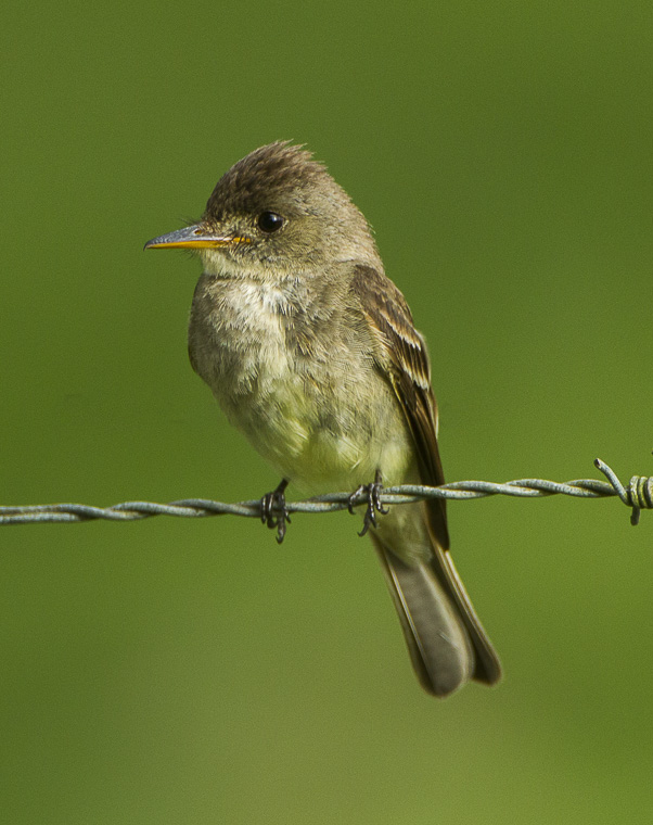 Northern Tropical Pewee