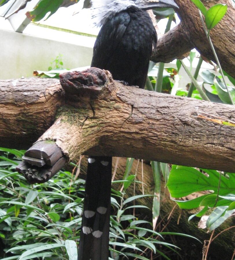 Western Long-tailed Hornbill