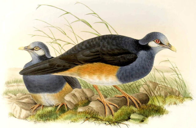 Thick-billed Ground Pigeon