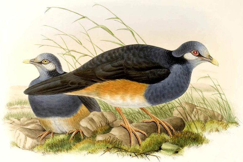 Thick-billed Ground Pigeon