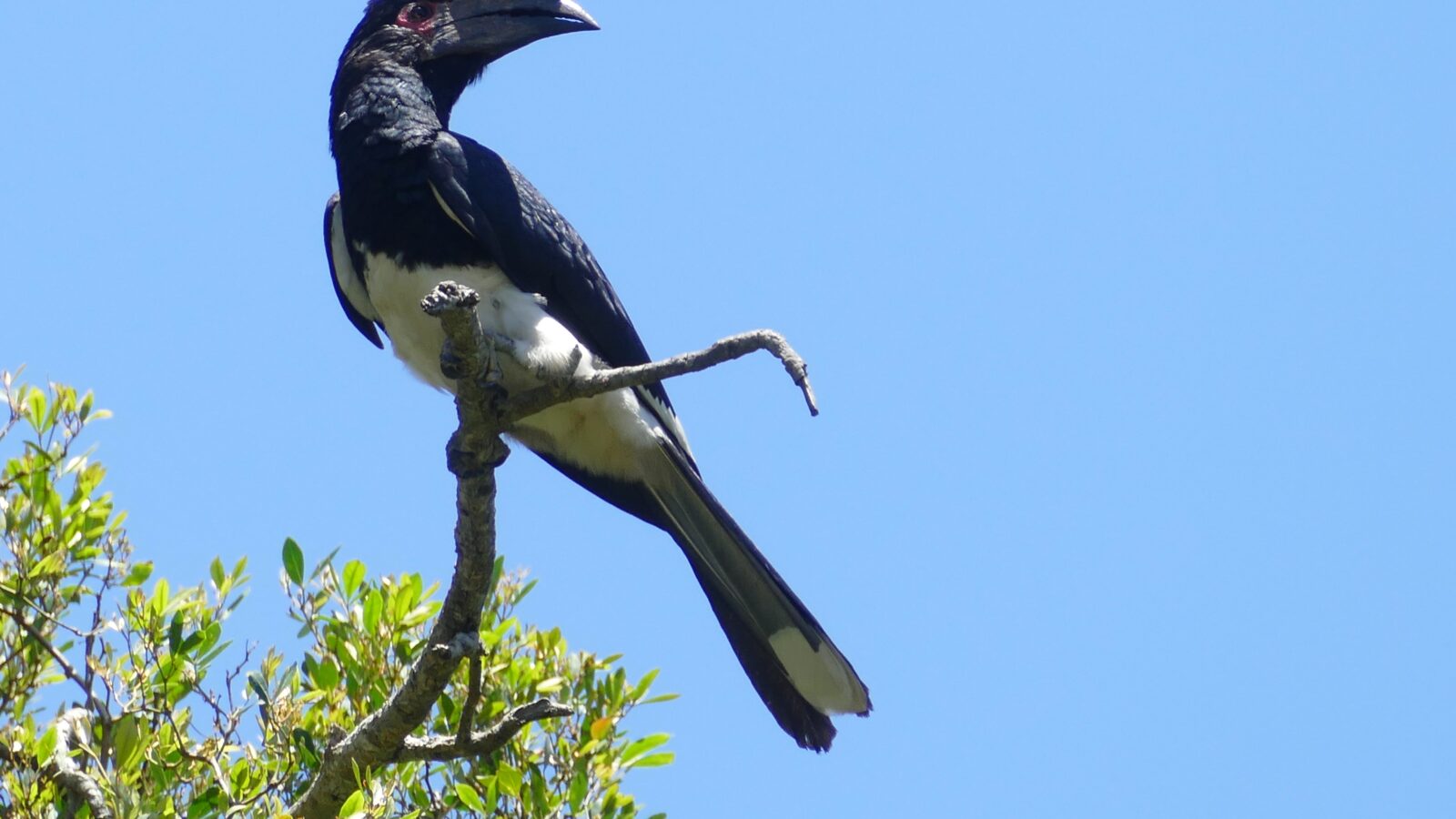 Trumpeter Hornbill