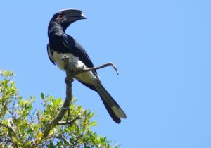 Trumpeter Hornbill