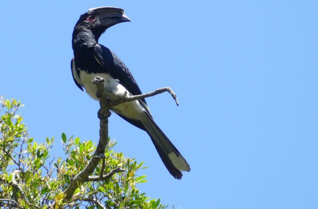 Trumpeter Hornbill