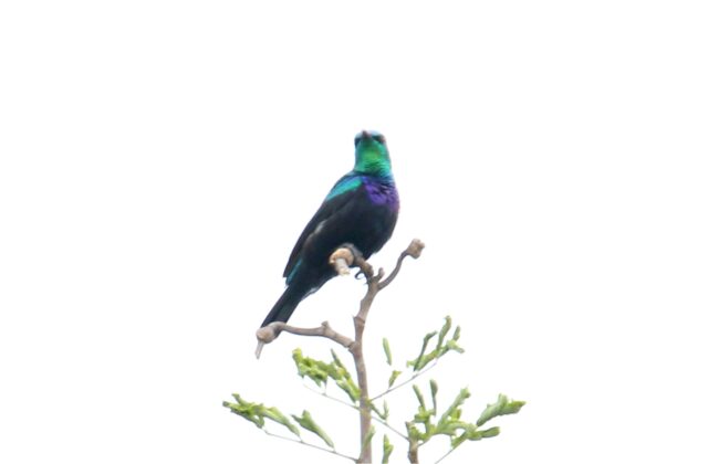 Tsavo Sunbird