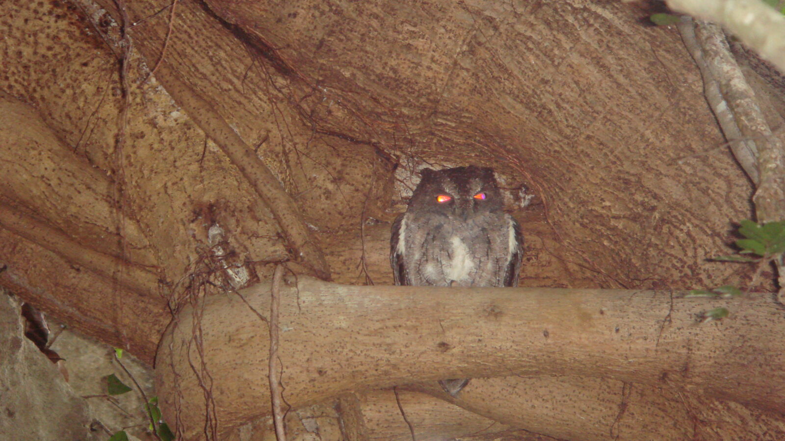 Torotoroka Scops Owl