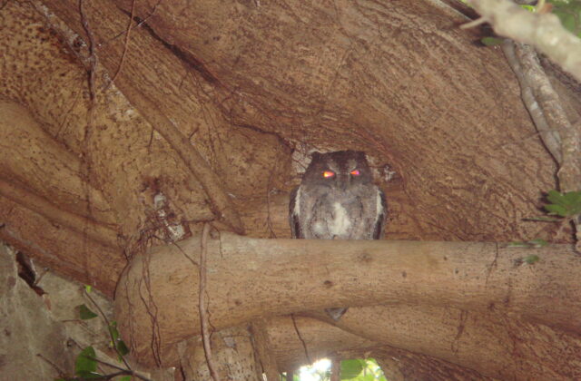 Torotoroka Scops Owl