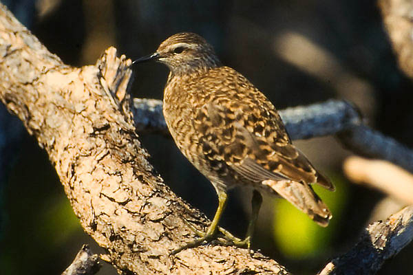 Tuamotu Sandpiper