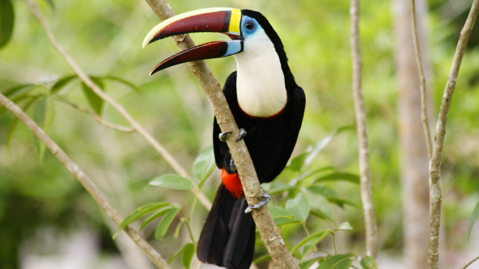 White-throated Toucan